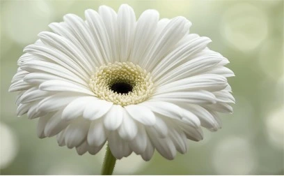 Gerberas 6 Blanco
