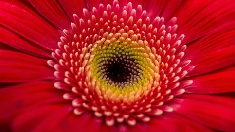 Gerberas 10 Color raro