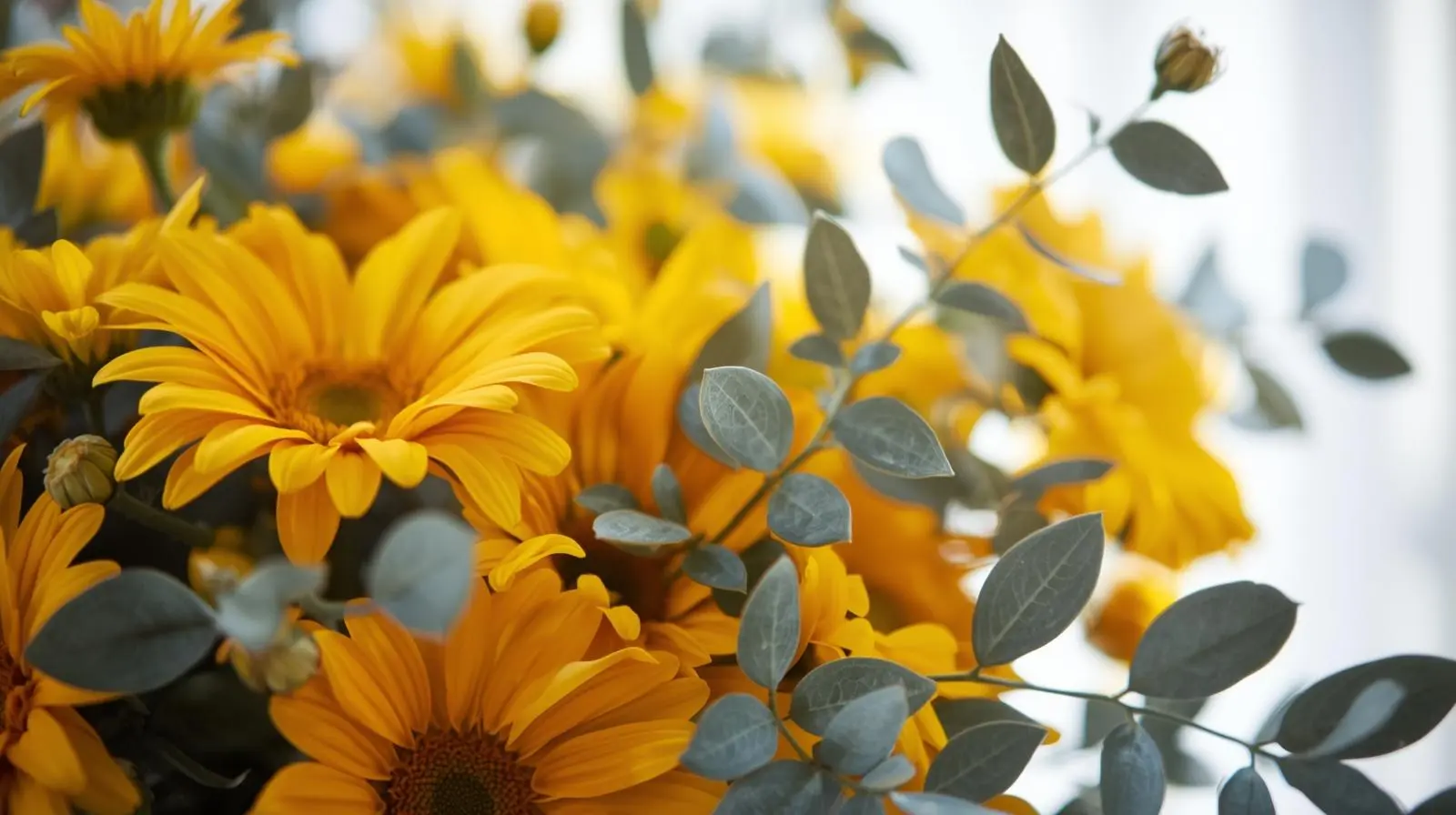 Eucalipto follaje fresco para equilibrio