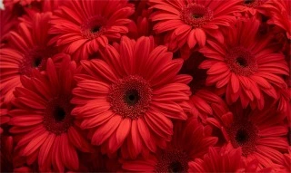 Gerberas roja