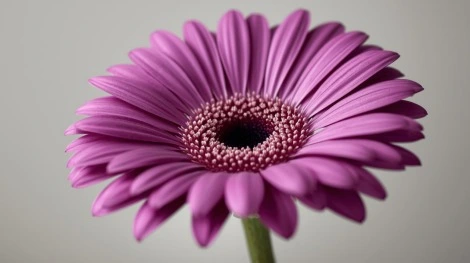 Gerberas 8 Morado