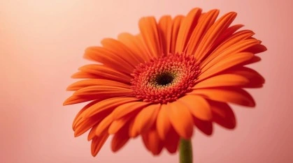 Gerberas 7 Naranja