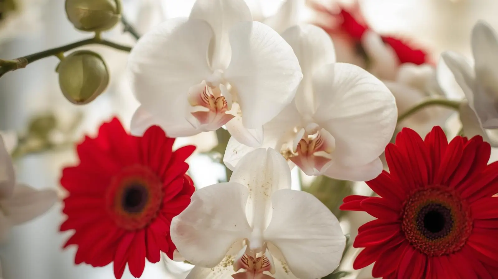 Orquideas blancas gerberas rojas