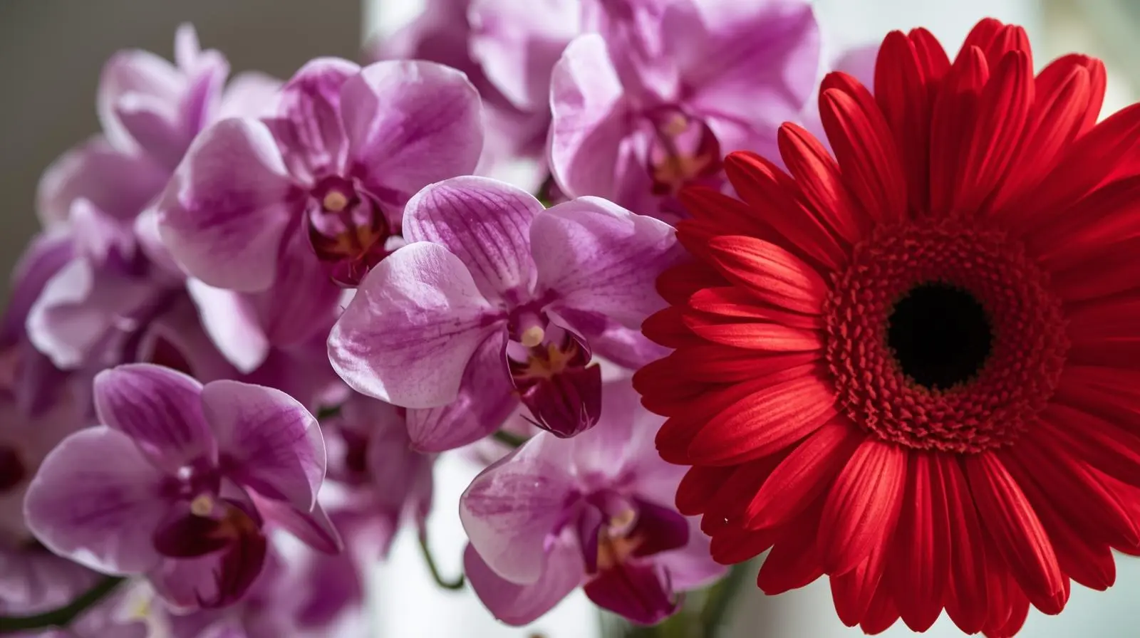 Orquideas moradas gerberas rojas 1