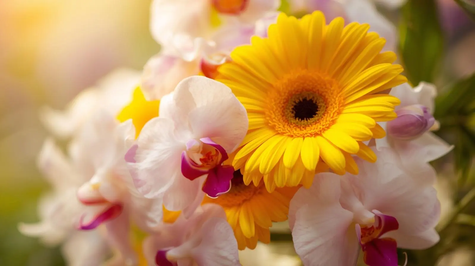 Orquideaslujo y sofisticacion