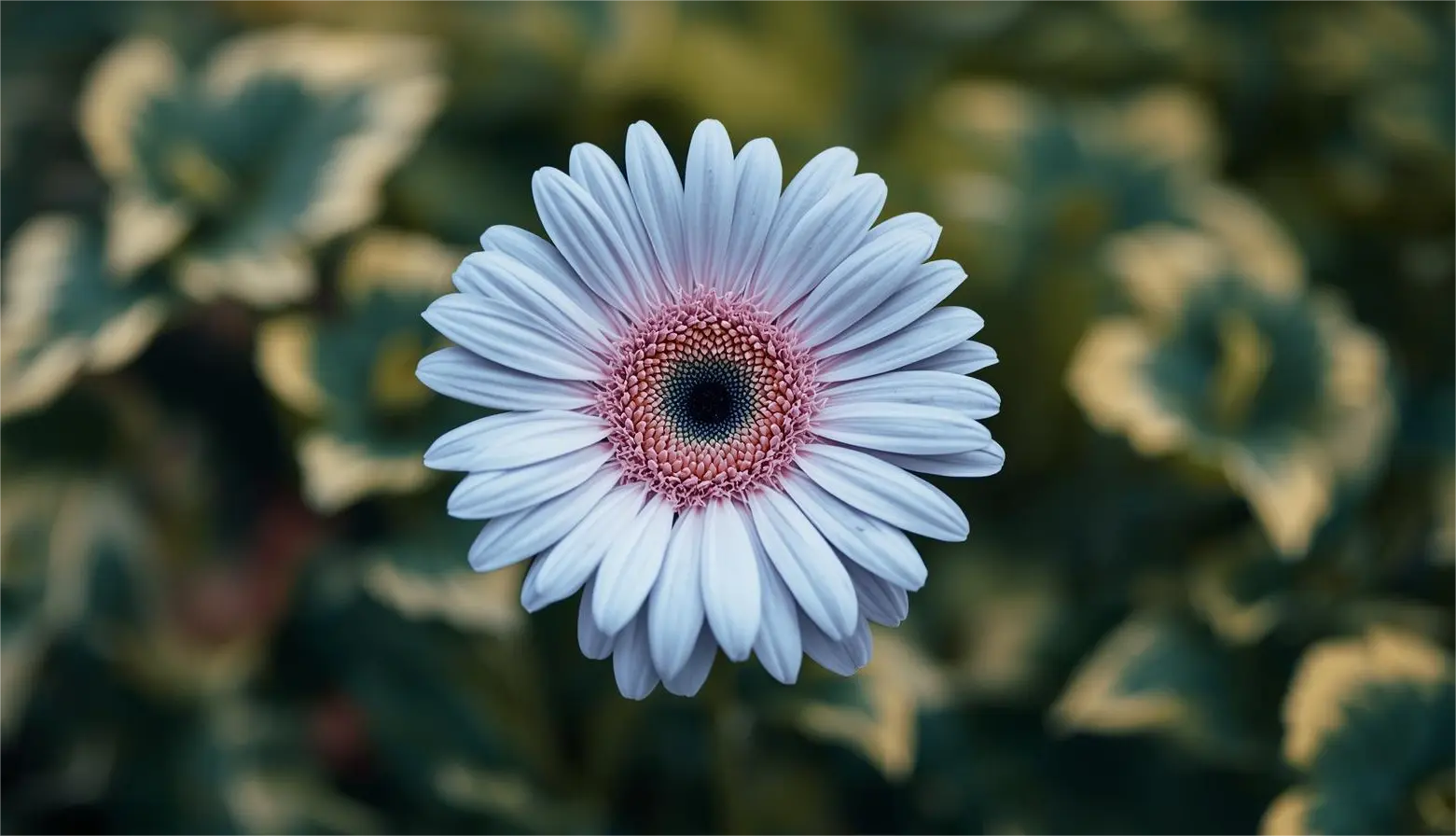 Rosa rubor – gentil y elegante